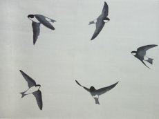 画像1: 手ぬぐい　岩燕 灰色 (1)