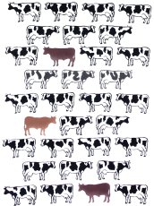 画像2: 【4月の限定販売、3月29日20時〜販売開始】紺屋乃加藤の手ぬぐい　牛（初登場） (2)